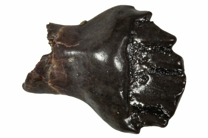 Fossil Nodosaurid (Denversaurus) Tooth - Montana #341039